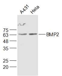 Anti-BMP-2 Polyclonal Antibody 2