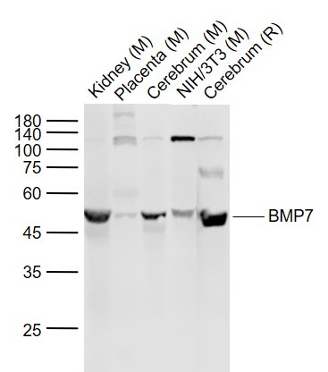 Anti-BMP-7 Polyclonal Antibody