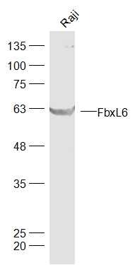 Anti-FbxL6 Polyclonal Antibody