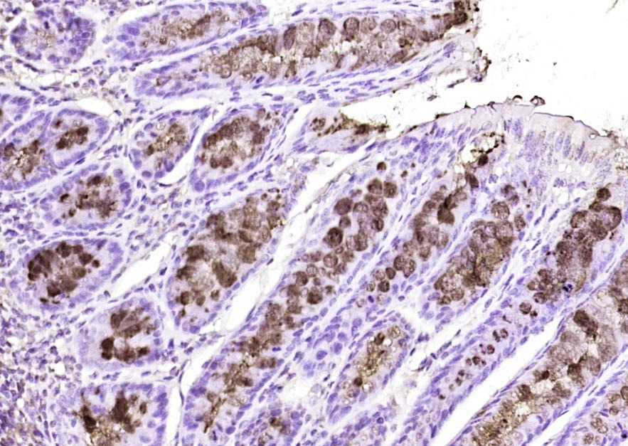 Anti-FCGBP Polyclonal Antibody