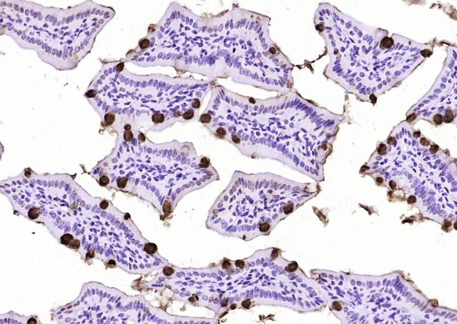 Anti-FCGBP Polyclonal Antibody