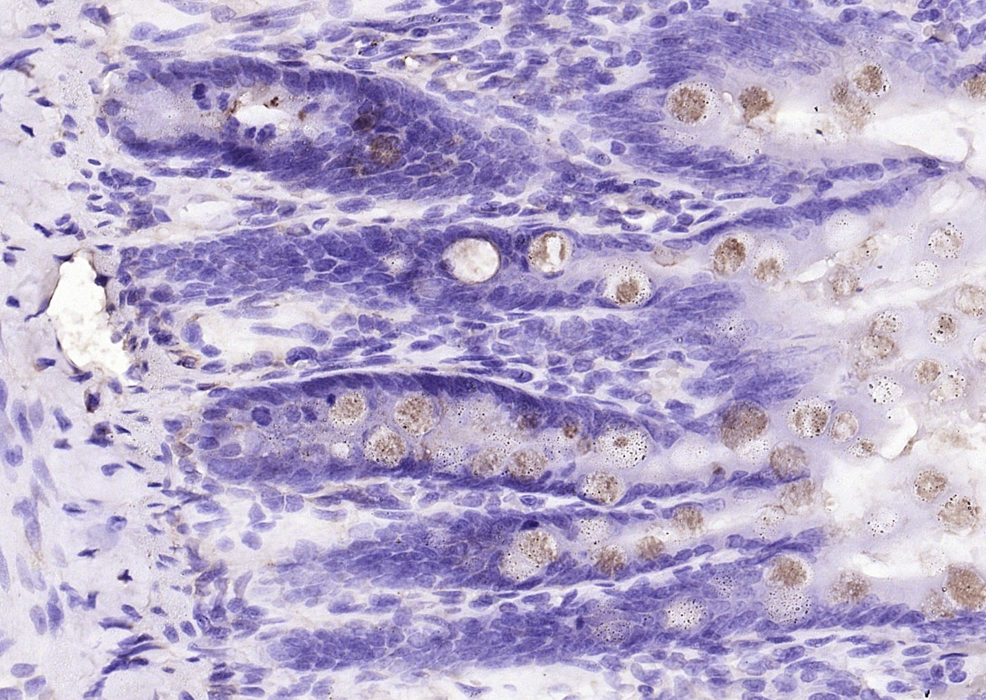 Anti-FCGBP Polyclonal Antibody