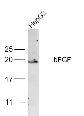 Anti-FGF-2 Polyclonal Antibody