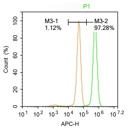 Anti-Ferritin heavy chain 1/FTH1 Polyclonal Antibody