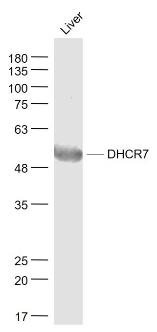 Anti-DHCR7 Polyclonal Antibody