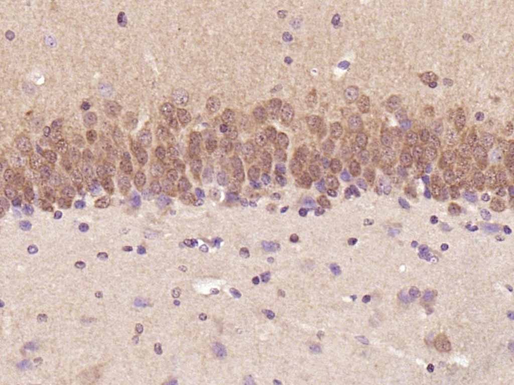 Anti-ERK1/2 Antibody (2U314)
