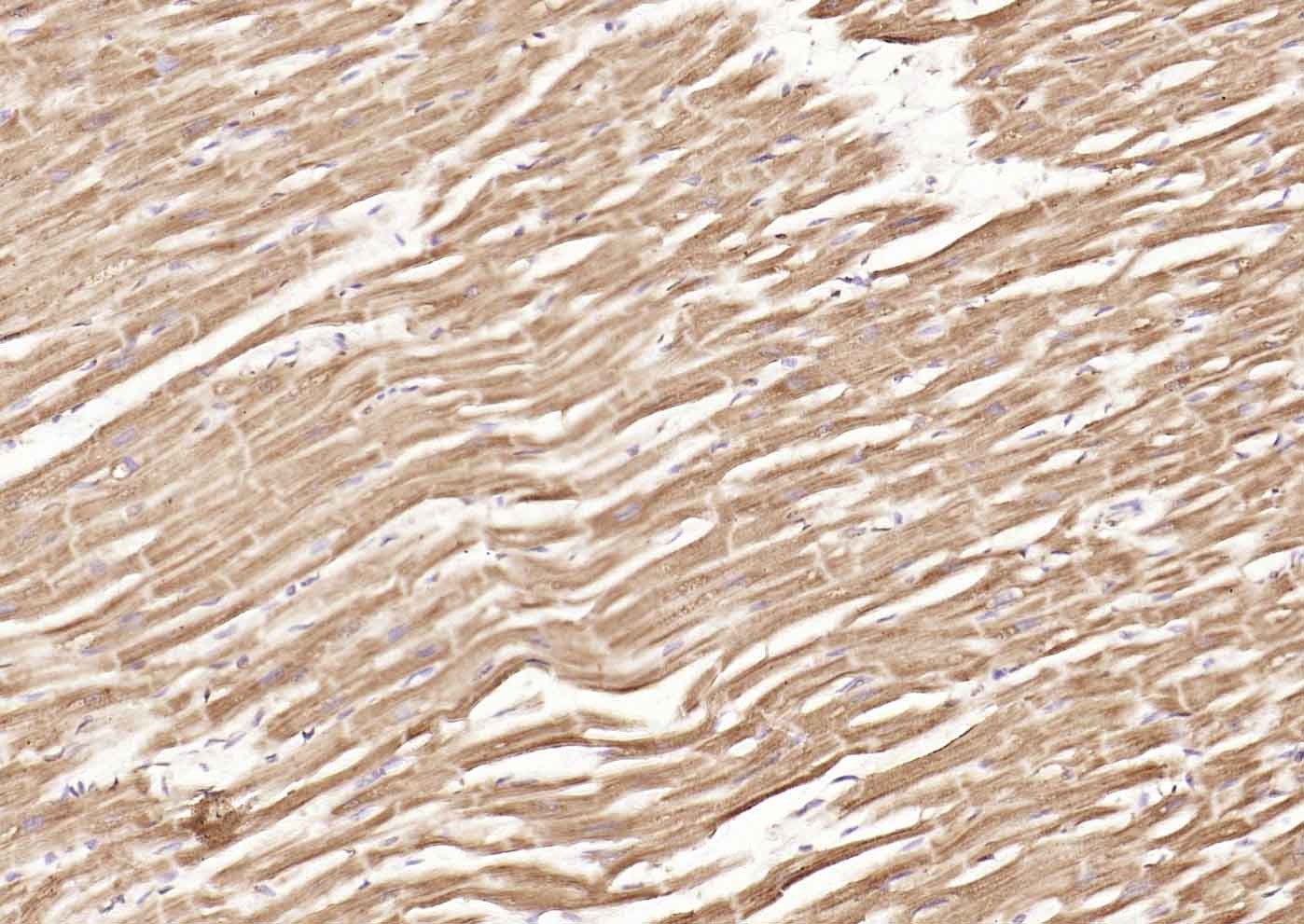 Anti-DLST Polyclonal Antibody