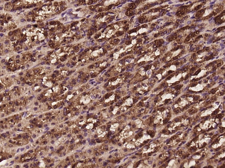 Anti-DLAT Polyclonal Antibody
