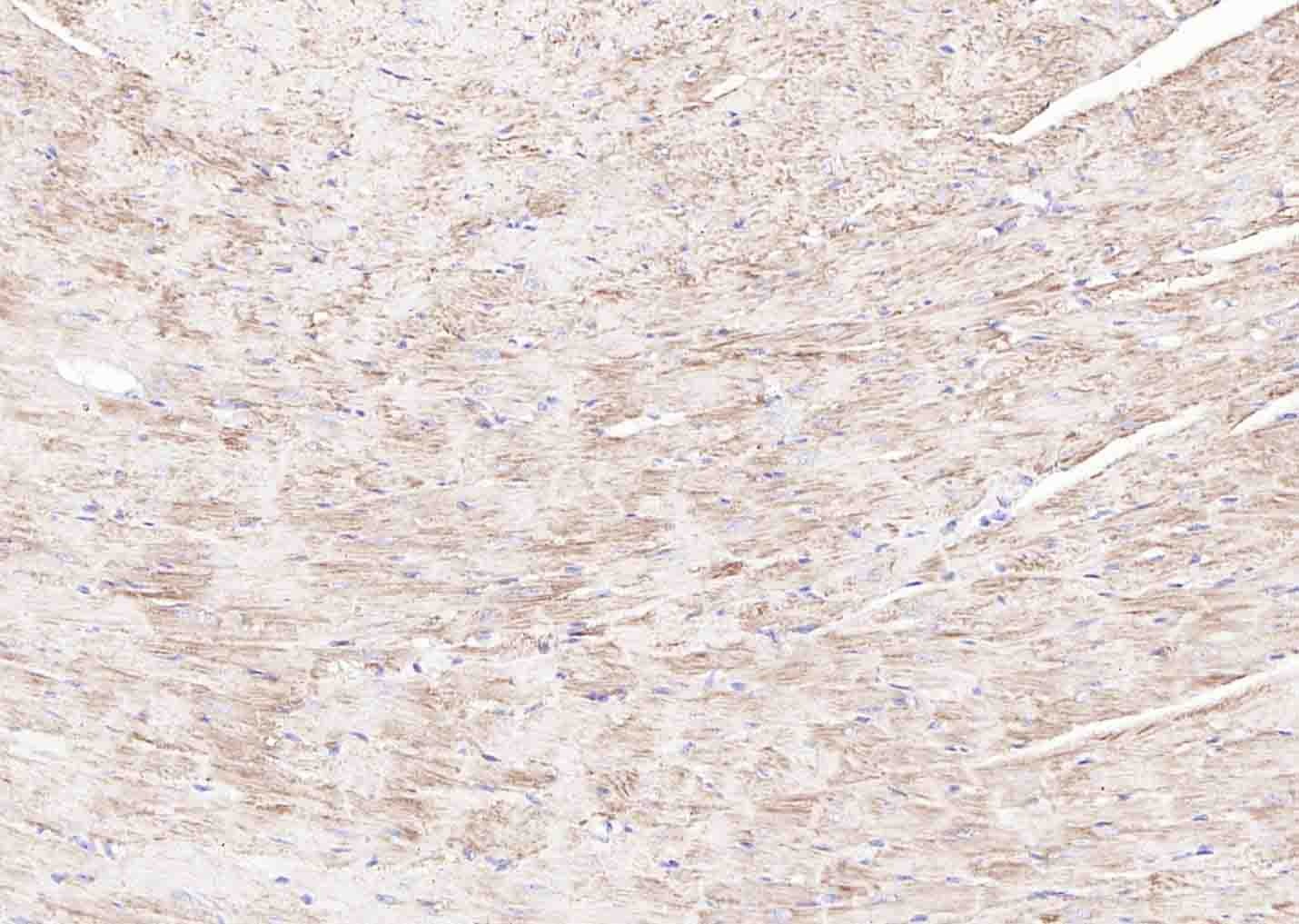Anti-CYCS Antibody (7Q735)
