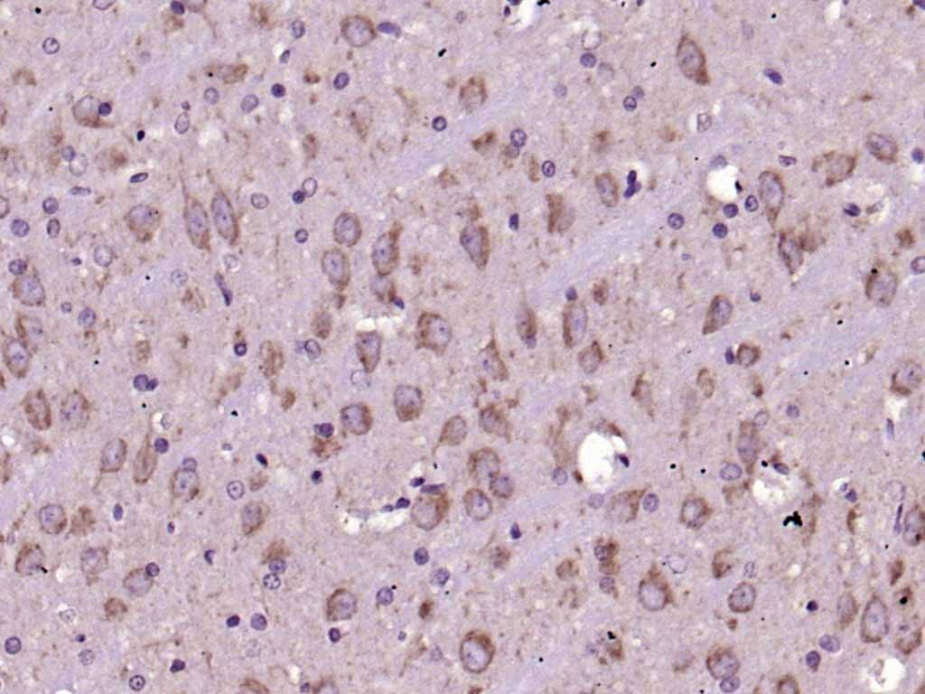 Anti-CYCS Antibody (7Q735)