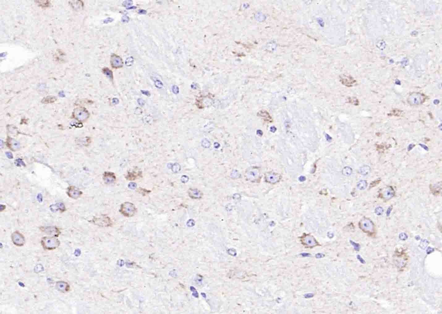Anti-CYCS Antibody (7Q735)