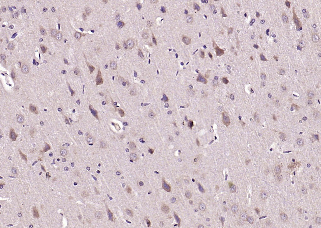 Anti-DLG4 Polyclonal Antibody