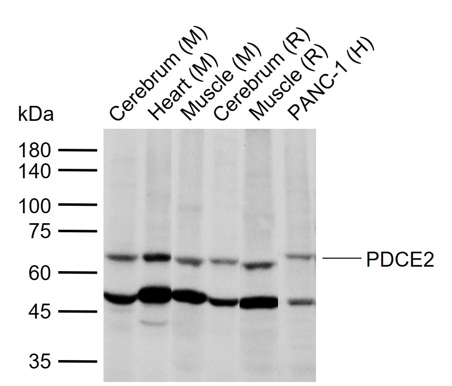 Anti-DLAT Polyclonal Antibody