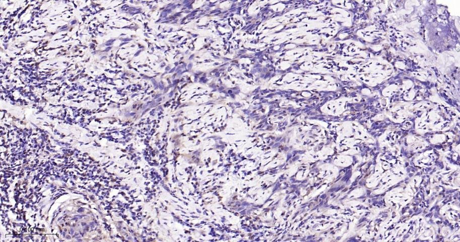Anti-ERK1/2 Antibody (6Q27)