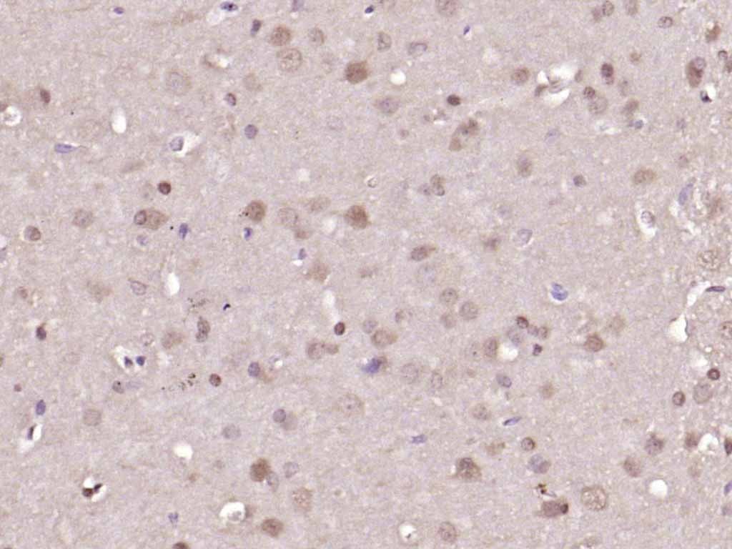 Anti-ERK1/2 Antibody (4U909)