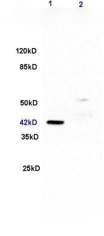 Anti-ERK1/2 Polyclonal Antibody