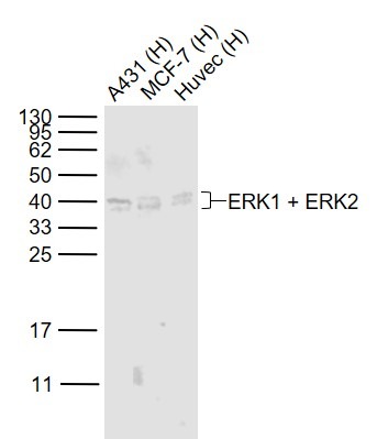 Anti-ERK1/2 Polyclonal Antibody
