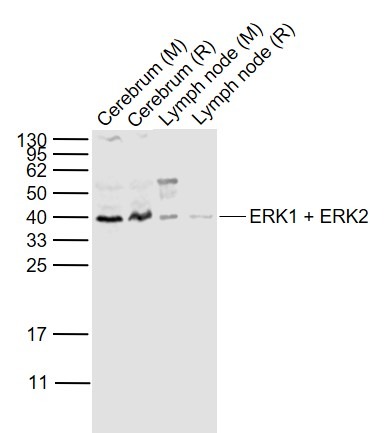 Anti-ERK1/2 Polyclonal Antibody