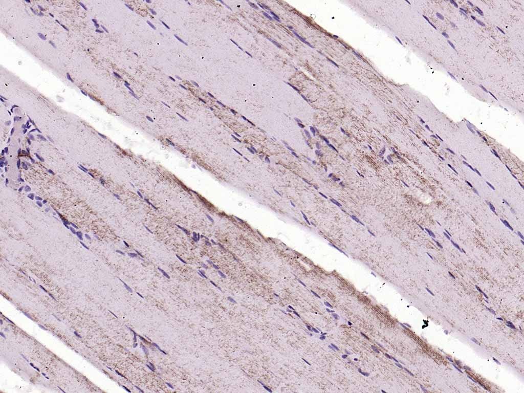 Anti-CYCS Antibody (7Q735)