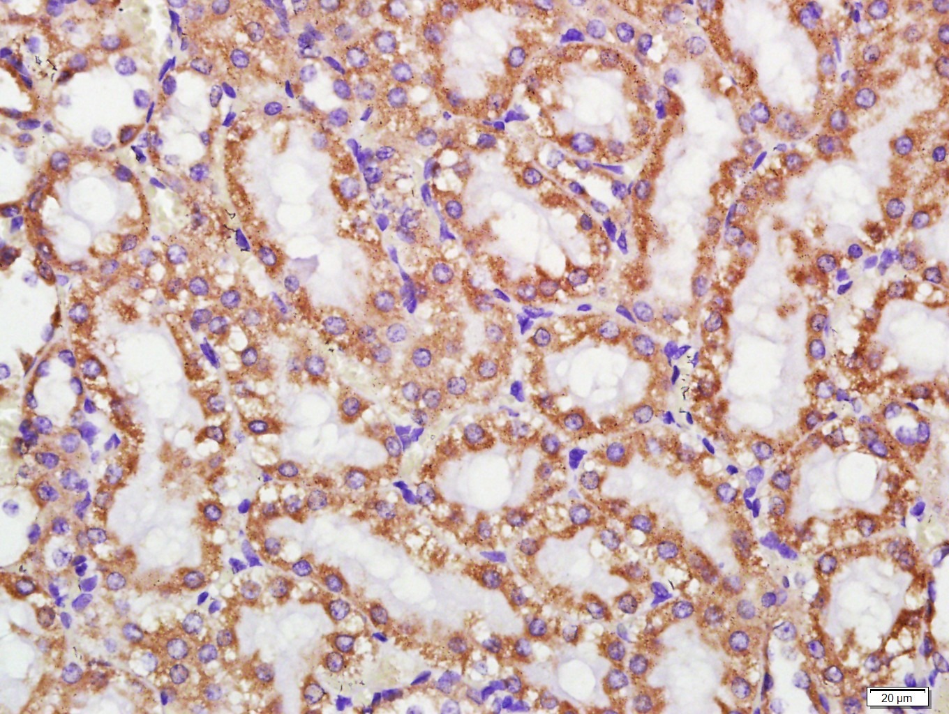 Anti-CYCS Antibody (7Q735)