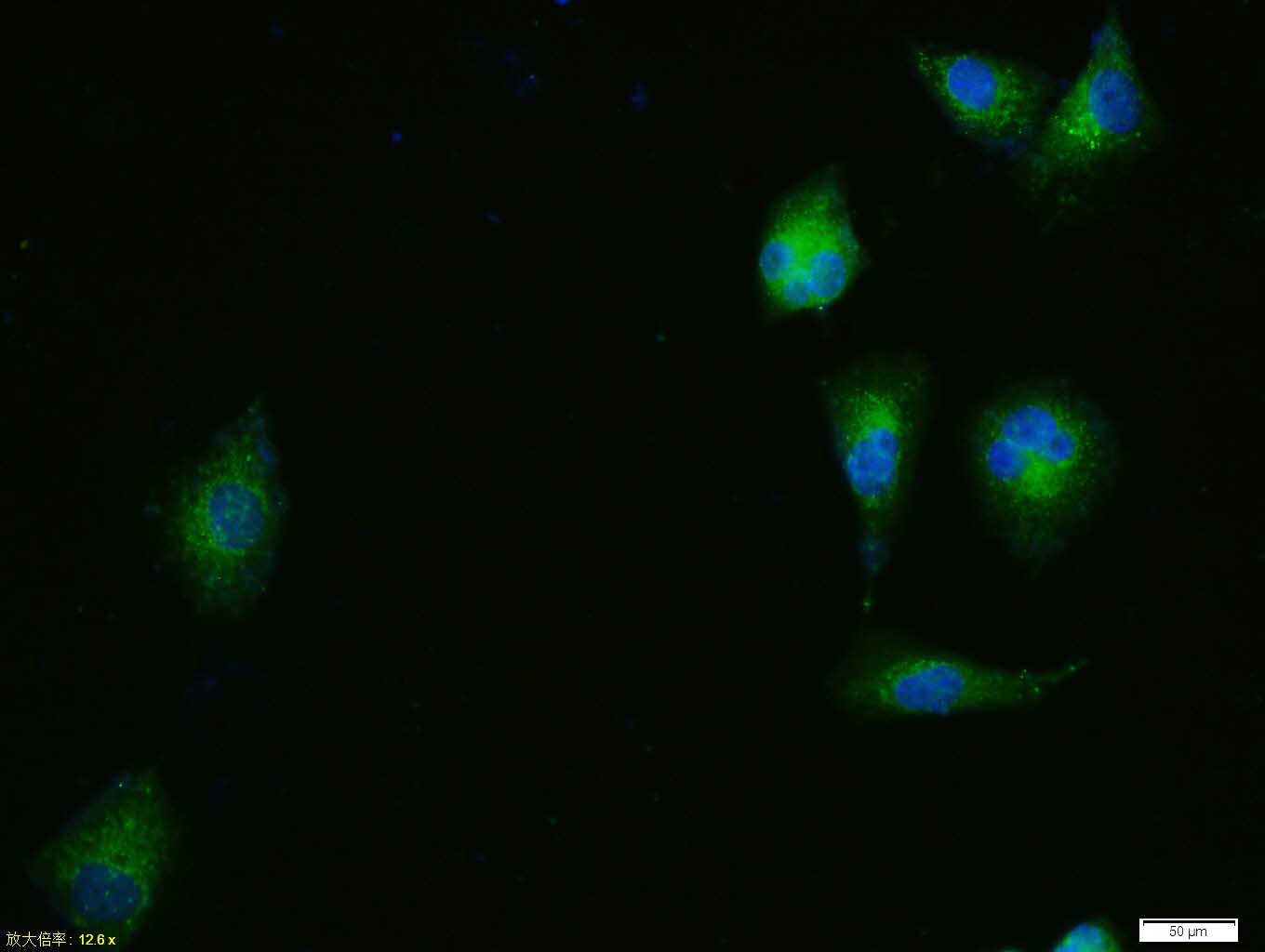 Anti-ERK1/2 Polyclonal Antibody 2