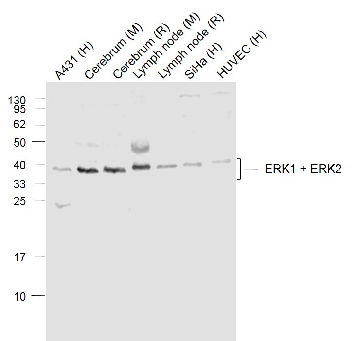 Anti-ERK1/2 Polyclonal Antibody 2