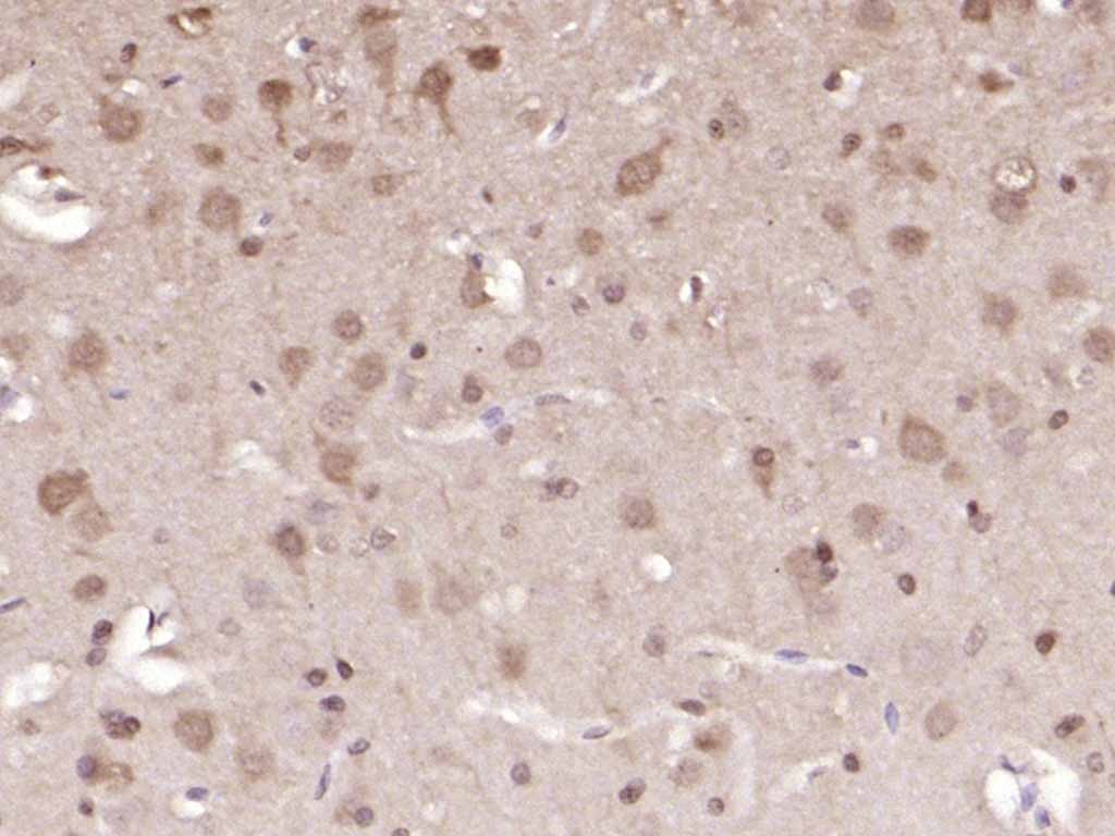 Anti-ERK1/2 Antibody (4U909)