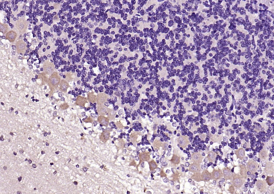 Anti-DLG4 Polyclonal Antibody