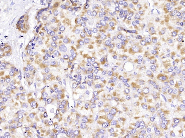 Anti-CYCS Antibody (7Q735)