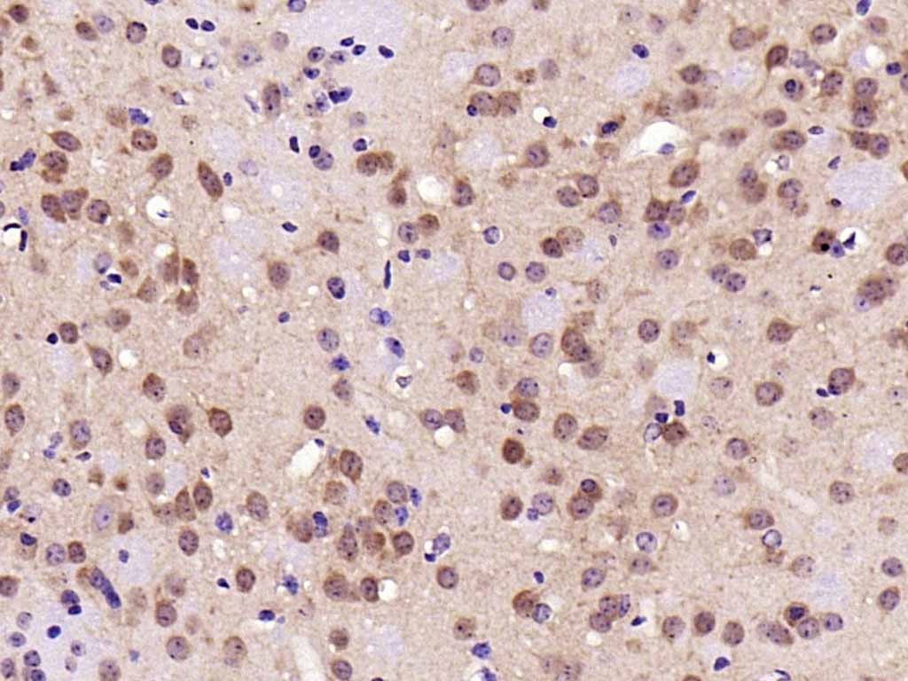 Anti-ERK1/2 Antibody (2U314)