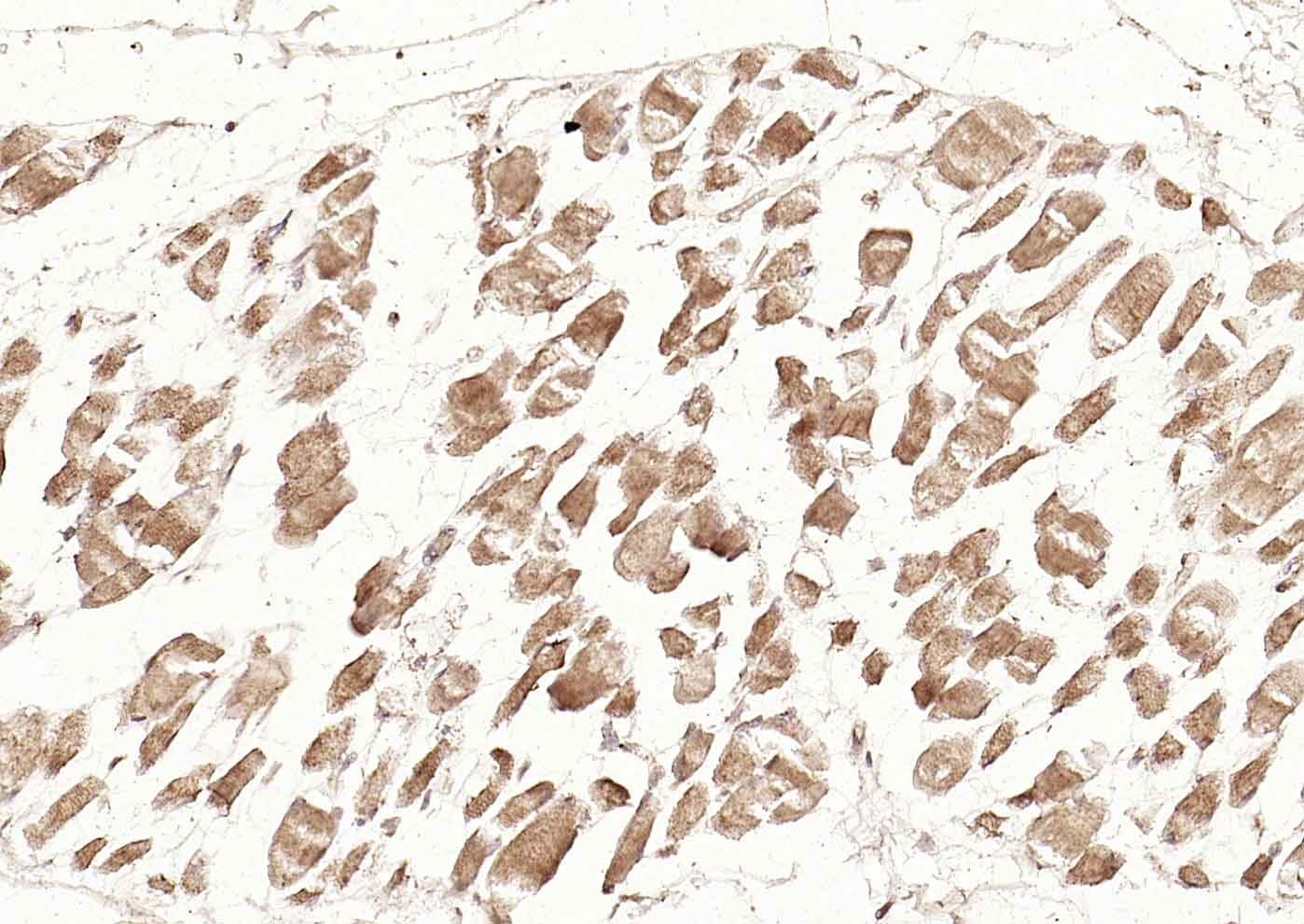 Anti-DLST Polyclonal Antibody