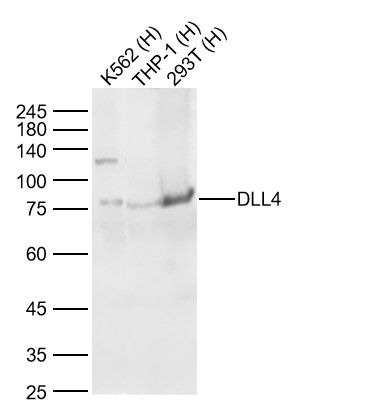 Anti-DLL4 Polyclonal Antibody
