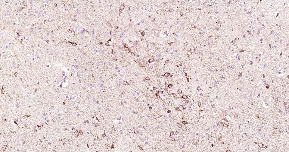 Anti-CYCS Antibody (3R796)