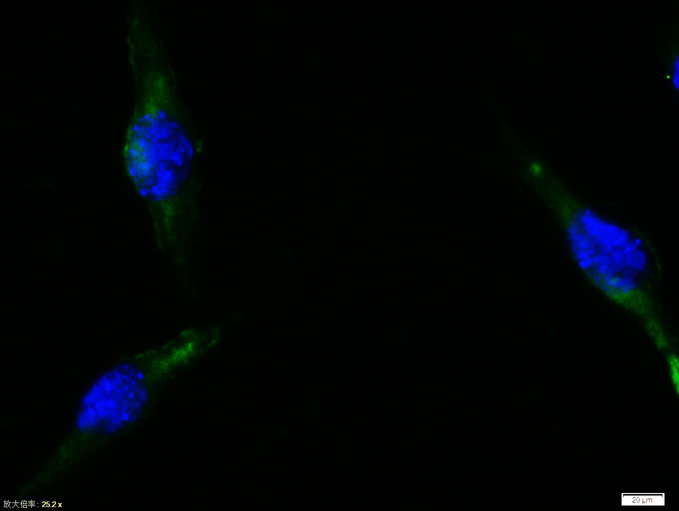 Anti-CYCS Polyclonal Antibody
