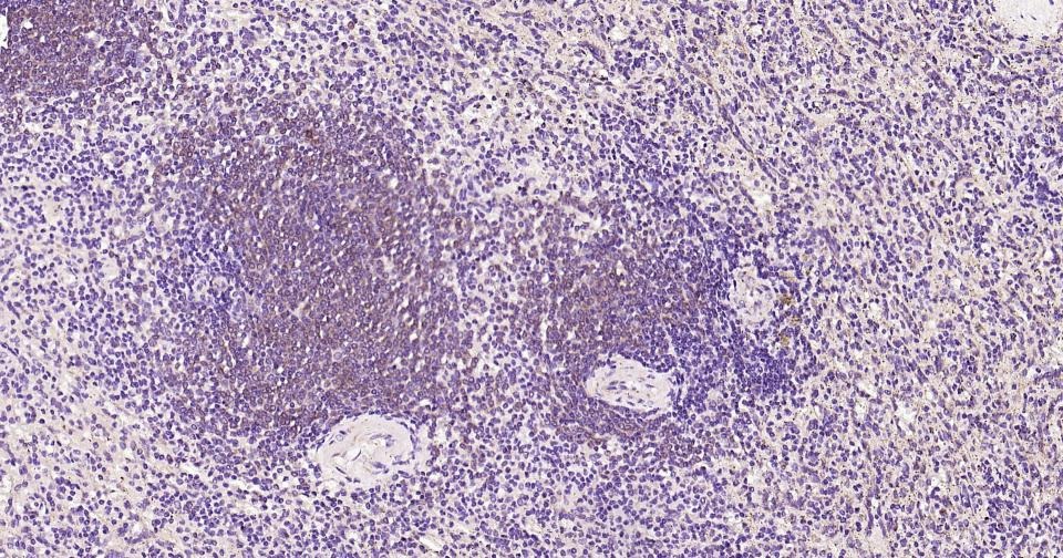 Anti-CYCS Antibody (3R796)