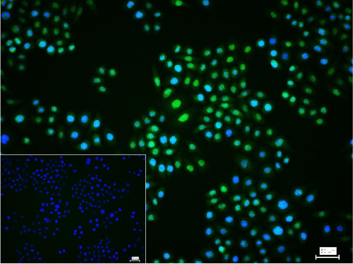 Anti-ERK1/2 Antibody (6Q27)