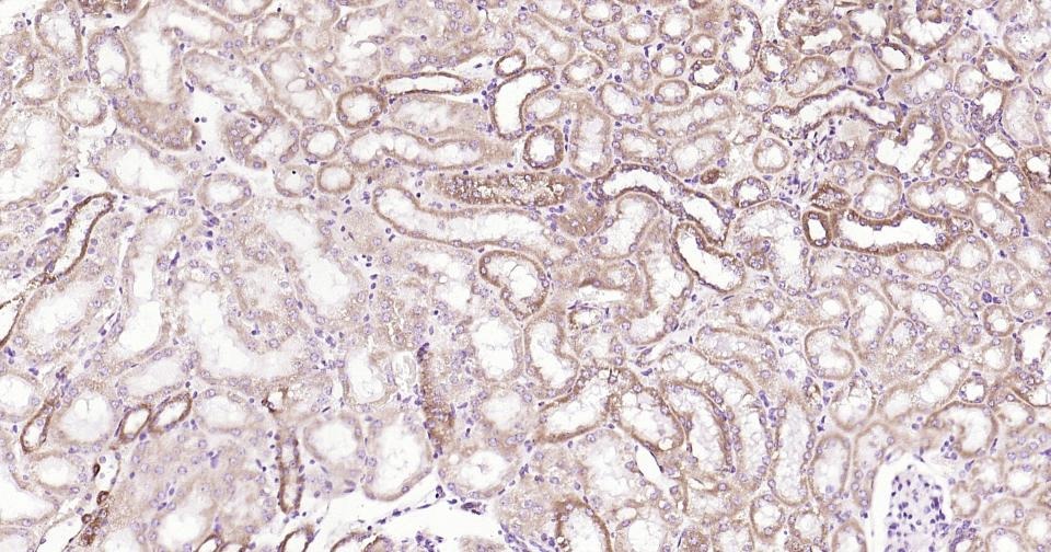 Anti-CYCS Antibody (3R796)