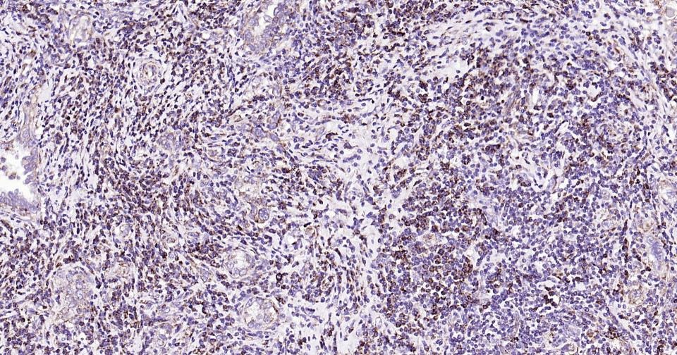Anti-CYCS Antibody (3R796)