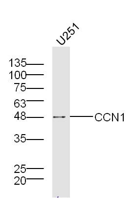 Anti-CYR61/CCN1 Polyclonal Antibody