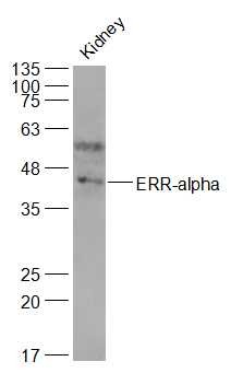 Anti-ERR1 Polyclonal Antibody