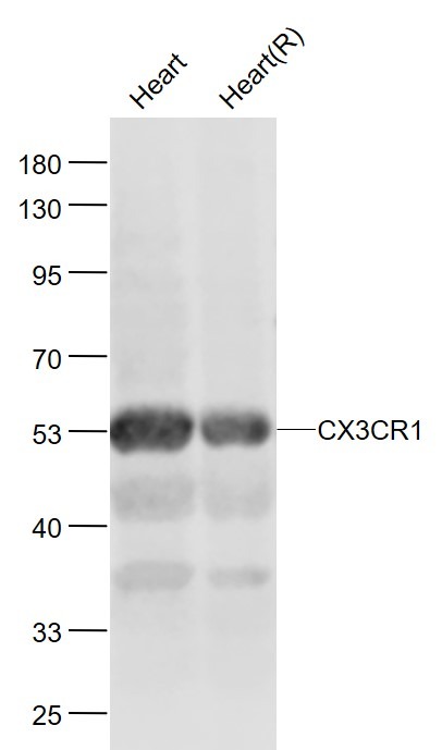 Anti-CX3CR1 Polyclonal Antibody
