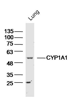 Anti-CYP1A1 Polyclonal Antibody