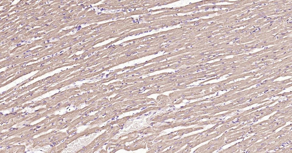 Anti-CYCS Antibody (3R796)