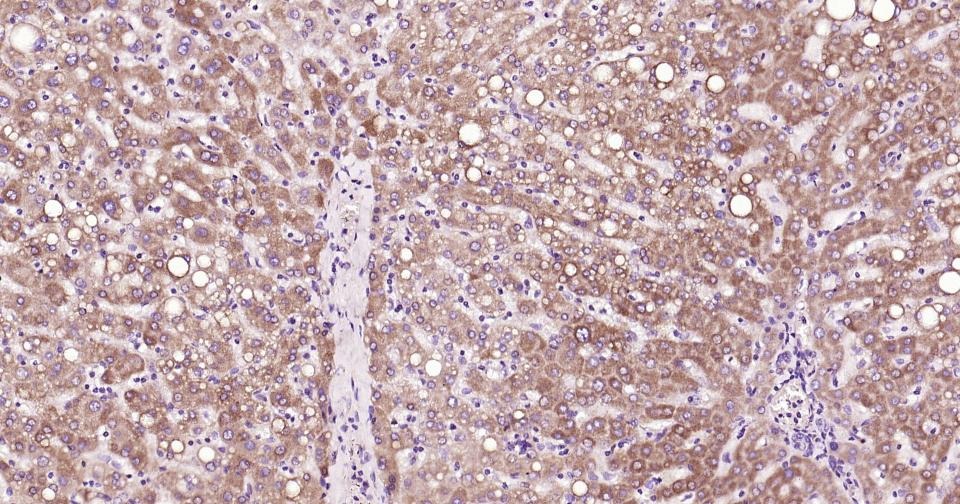 Anti-CYCS Antibody (3R796)