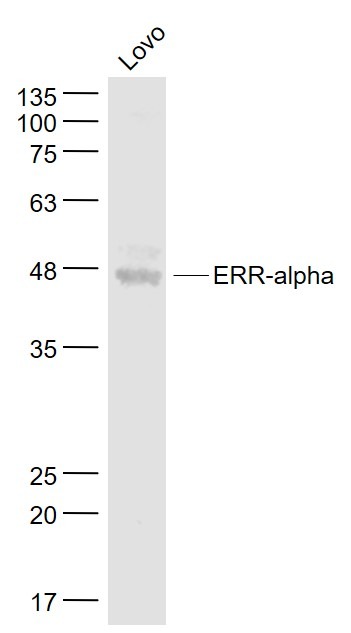 Anti-ERR1 Polyclonal Antibody