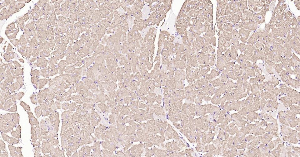 Anti-CYCS Antibody (3R796)