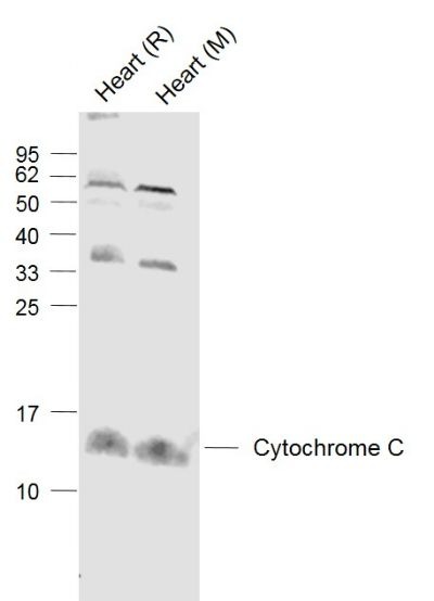 Anti-CYCS Polyclonal Antibody