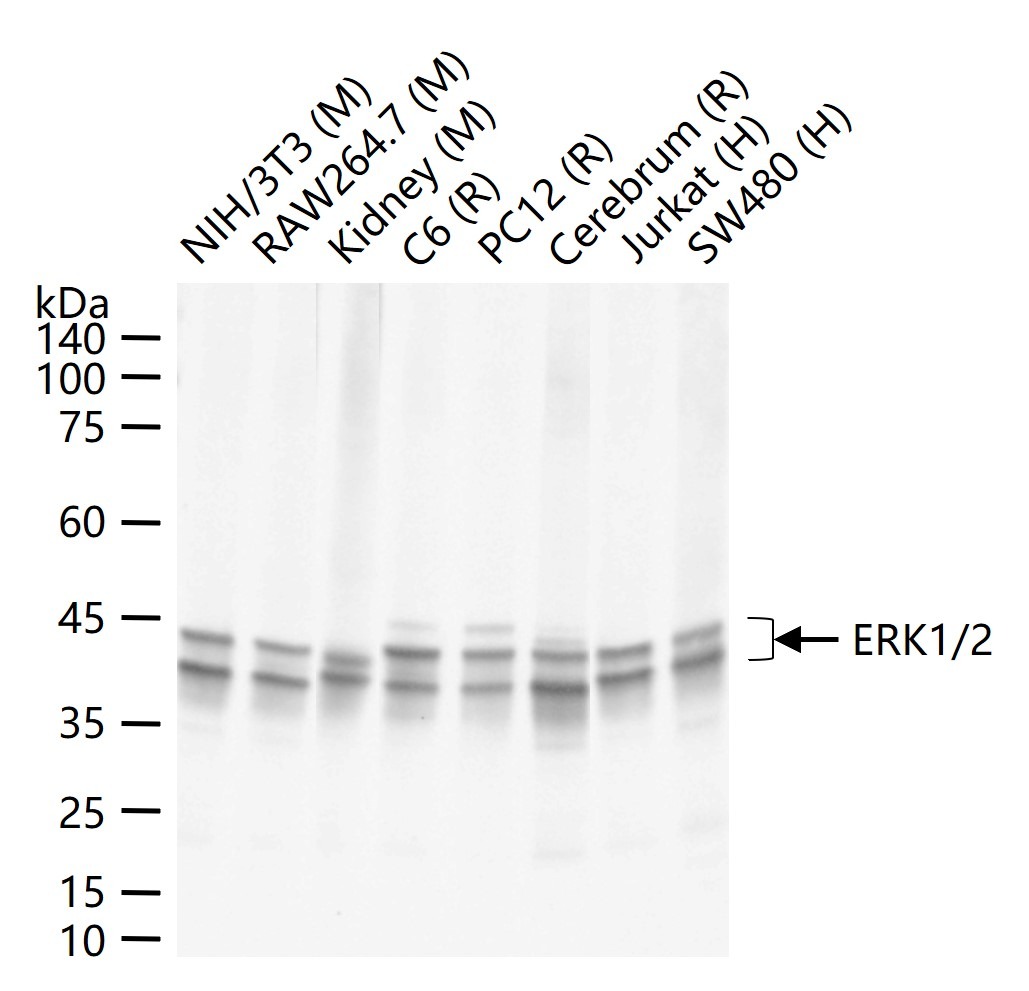 Anti-ERK1/2 Antibody (6Q27)