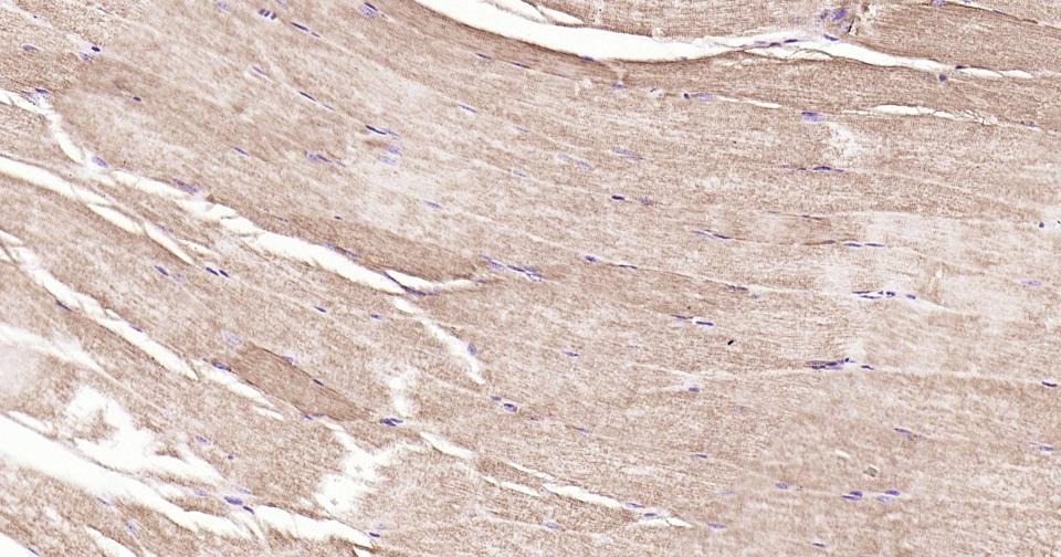 Anti-CYCS Antibody (3R796)