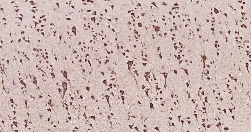 Anti-CYCS Antibody (3R796)